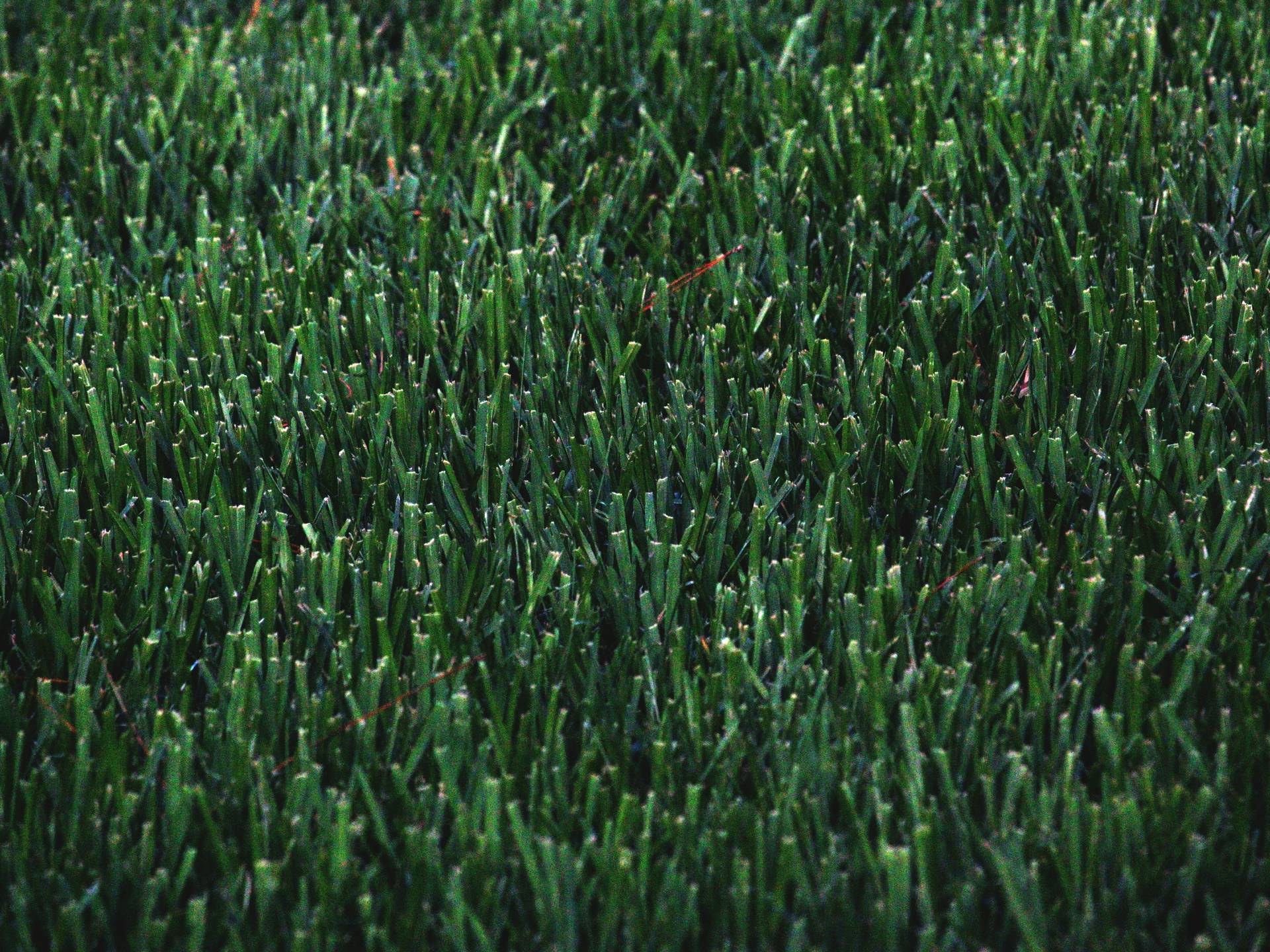 Beautiful Fresh Cut Grass in Alabaster AL - Deep Green Lawn Care