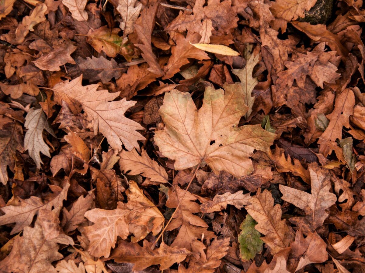 Fall Leaves Clean Up Removal Landscaping Lawn Maintenance in Alabaster