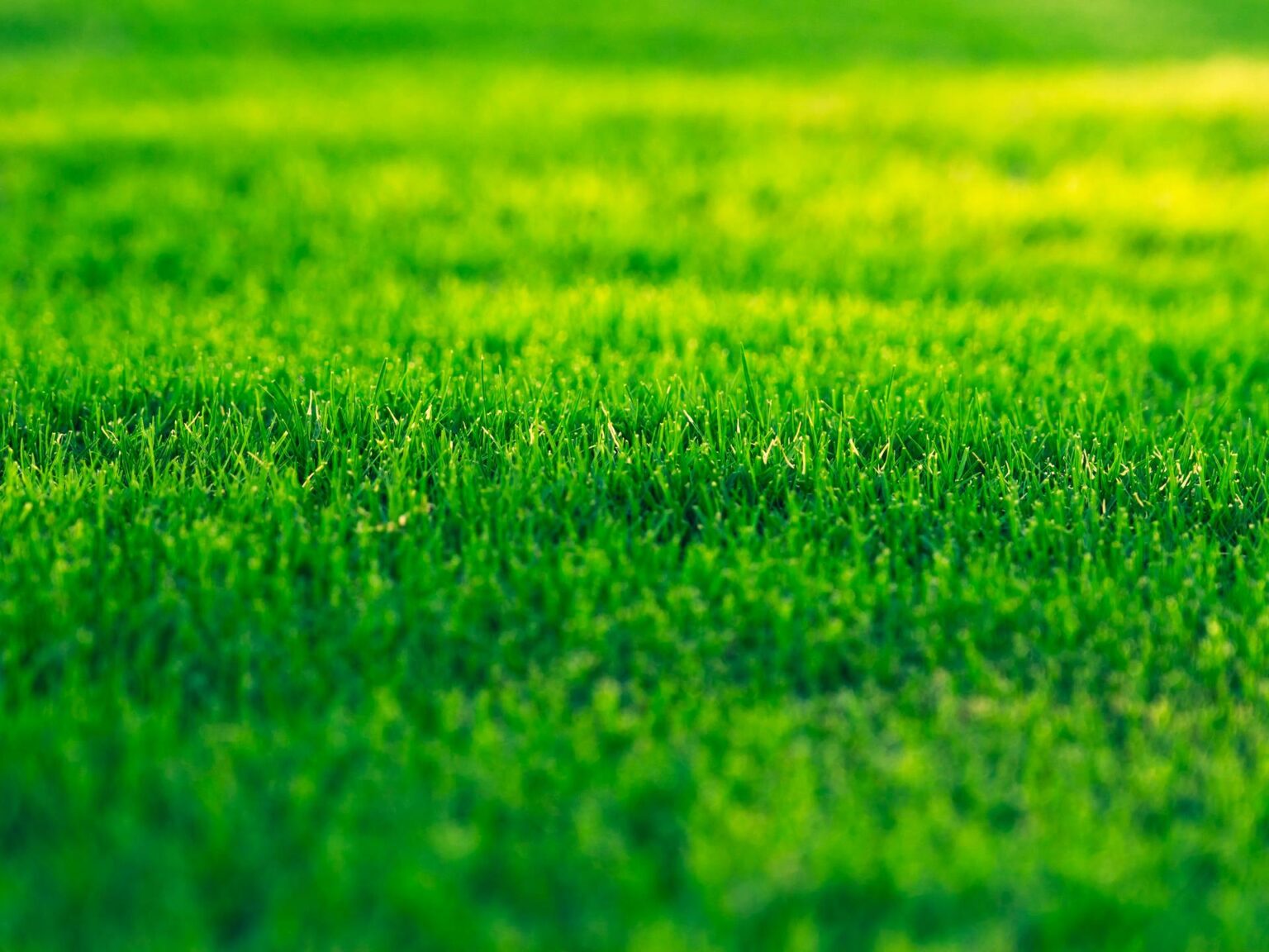 Lawn Care Company Near Chelsea Park | Maintenance & Landscaping