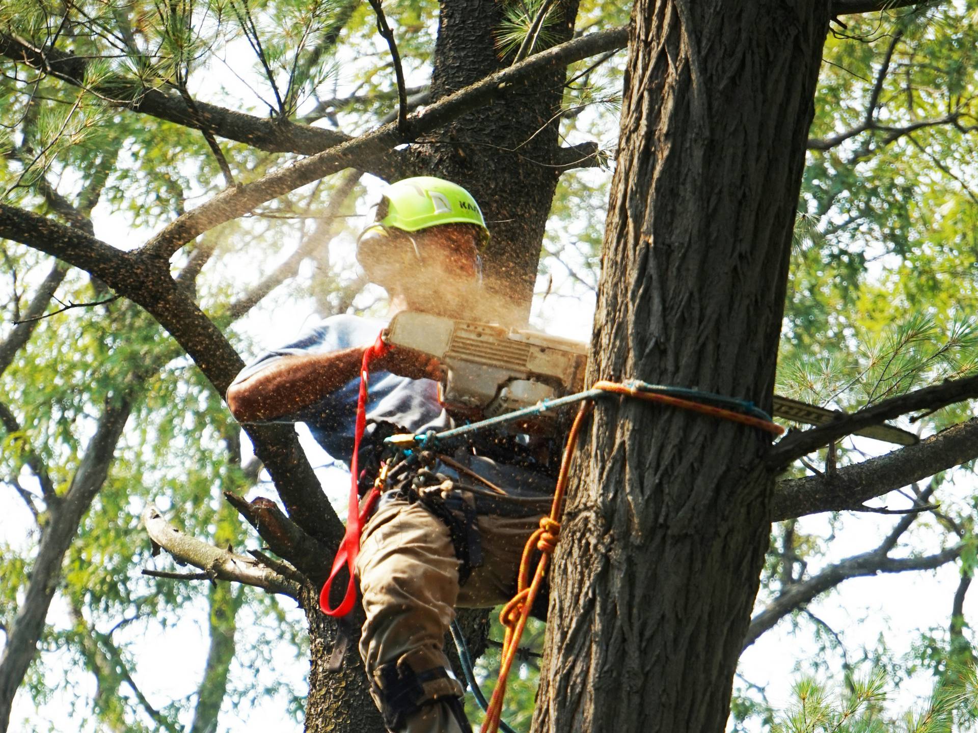 Tree-Service-Near-Me-in-Birmingham-AL-by-Deep-Green-Lawn-Care.jpg