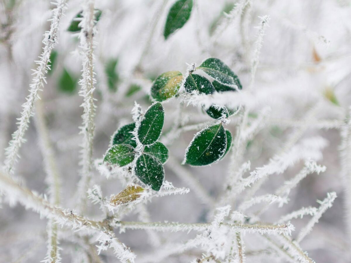 Winter Plant Care Tips for Birmingham AL - Deep Green Lawn Care